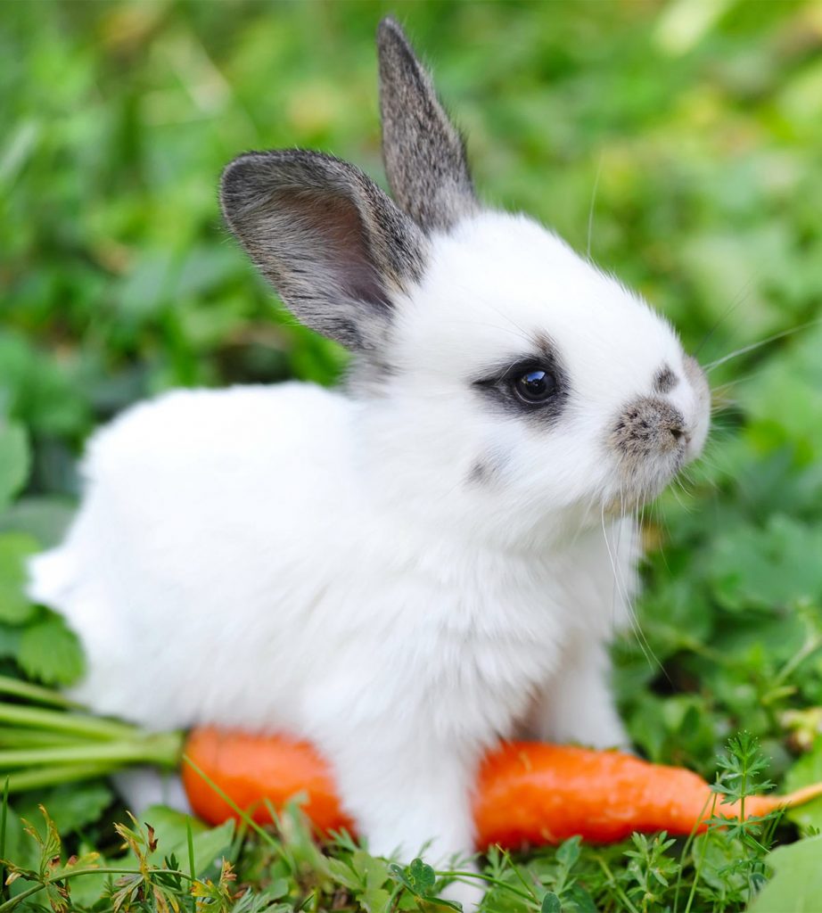 can-bunnies-have-carrots